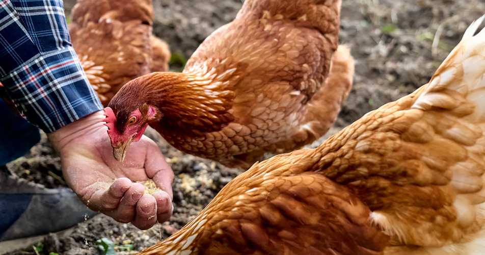 Authorable card image